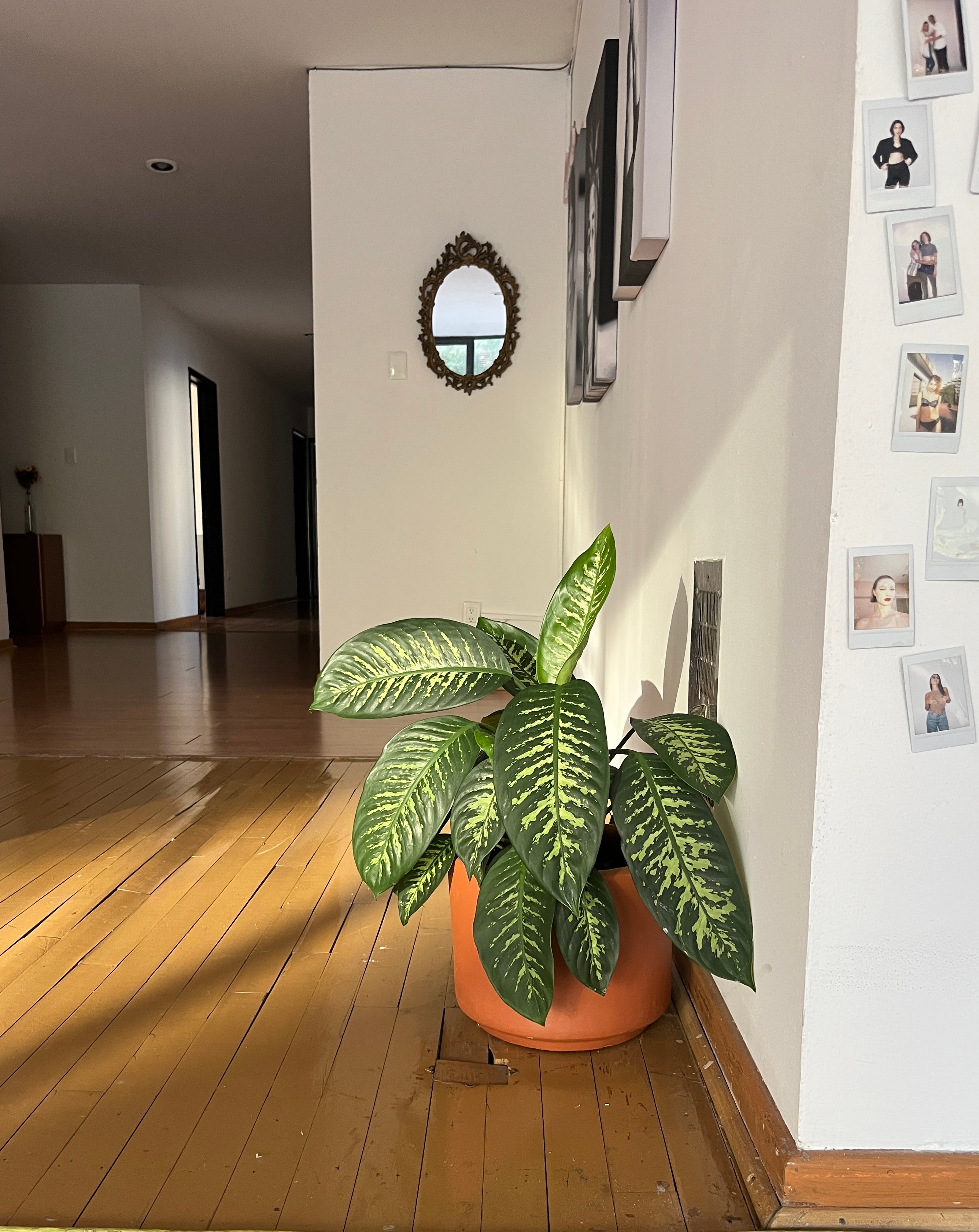 Planta y pared de polaroids en estudio grande